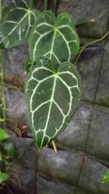 Büyük kadife yeşil yaprakları ve parlak beyaz damarları olan Anthurium kristallinum yumuşak doğal ışıkta zarif tropikal yaprakları gösteriyor..