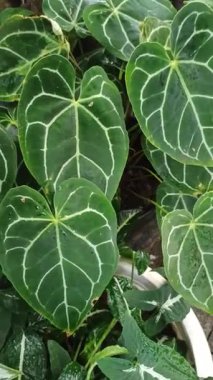 Büyük kadife yeşil yaprakları ve parlak beyaz damarları olan Anthurium kristallinum yumuşak doğal ışıkta zarif tropikal yaprakları gösteriyor..