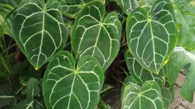 Büyük kadife yeşil yaprakları ve parlak beyaz damarları olan Anthurium kristallinum yumuşak doğal ışıkta zarif tropikal yaprakları gösteriyor..