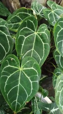 Büyük kadife yeşil yaprakları ve parlak beyaz damarları olan Anthurium kristallinum yumuşak doğal ışıkta zarif tropikal yaprakları gösteriyor..