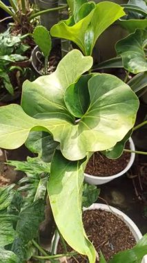 Anthurium mezhebi. Pachyneurium ve uzun dalgalı yeşil yapraklar tropikal bir şekil oluşturuyor, doğal zarafet ve egzotik yaprak güzelliği gösteriyor..