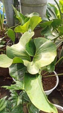 Anthurium mezhebi. Pachyneurium ve uzun dalgalı yeşil yapraklar tropikal bir şekil oluşturuyor, doğal zarafet ve egzotik yaprak güzelliği gösteriyor..