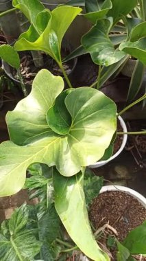 Anthurium mezhebi. Pachyneurium ve uzun dalgalı yeşil yapraklar tropikal bir şekil oluşturuyor, doğal zarafet ve egzotik yaprak güzelliği gösteriyor..