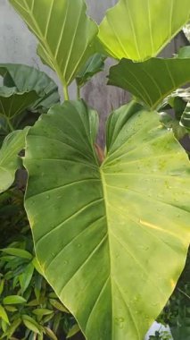 Large elephant ear leaves spread wide with bold veins and smooth texture, creating a dramatic and lush tropical presence.