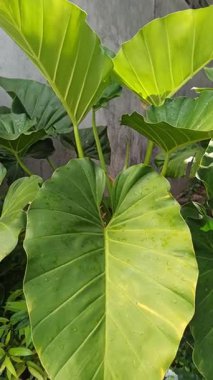 Büyük fil kulağı yaprakları geniş damarlara ve pürüzsüz dokulara yayılarak dramatik ve bereketli bir tropikal varlık yaratır..