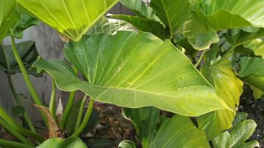 Büyük fil kulağı yaprakları geniş damarlara ve pürüzsüz dokulara yayılarak dramatik ve bereketli bir tropikal varlık yaratır..