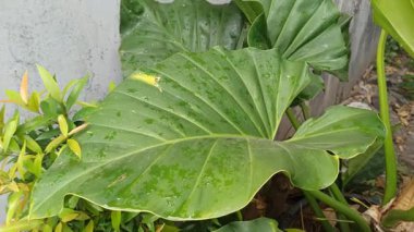 Büyük fil kulağı yaprakları geniş damarlara ve pürüzsüz dokulara yayılarak dramatik ve bereketli bir tropikal varlık yaratır..