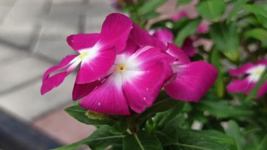 Çarpıcı kırmızı Madagaskar menekşesi (Catharanthus roseus), yumuşak tropikal ışık altındaki parlak yeşil yapraklarla çelişen canlı taç yapraklarıyla tam çiçeklenir..