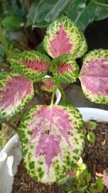 Renkli desenli yaprakları olan güzel Coleus bitkisi kırmızı, yeşil ve sarı tonlarını göstererek çarpıcı tropikal yapraklar oluşturuyor..