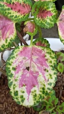 Renkli desenli yaprakları olan güzel Coleus bitkisi kırmızı, yeşil ve sarı tonlarını göstererek çarpıcı tropikal yapraklar oluşturuyor..