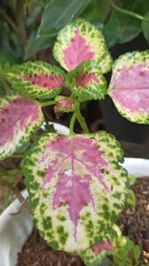 Renkli desenli yaprakları olan güzel Coleus bitkisi kırmızı, yeşil ve sarı tonlarını göstererek çarpıcı tropikal yapraklar oluşturuyor..