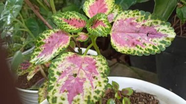 Renkli desenli yaprakları olan güzel Coleus bitkisi kırmızı, yeşil ve sarı tonlarını göstererek çarpıcı tropikal yapraklar oluşturuyor..