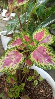 Renkli desenli yaprakları olan güzel Coleus bitkisi kırmızı, yeşil ve sarı tonlarını göstererek çarpıcı tropikal yapraklar oluşturuyor..