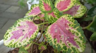 Renkli desenli yaprakları olan güzel Coleus bitkisi kırmızı, yeşil ve sarı tonlarını göstererek çarpıcı tropikal yapraklar oluşturuyor..