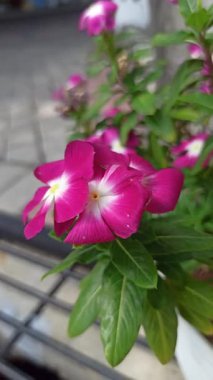 Çarpıcı kırmızı Madagaskar menekşesi (Catharanthus roseus), yumuşak tropikal ışık altındaki parlak yeşil yapraklarla çelişen canlı taç yapraklarıyla tam çiçeklenir..