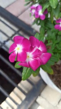 Çarpıcı kırmızı Madagaskar menekşesi (Catharanthus roseus), yumuşak tropikal ışık altındaki parlak yeşil yapraklarla çelişen canlı taç yapraklarıyla tam çiçeklenir..