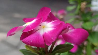 Çarpıcı kırmızı Madagaskar menekşesi (Catharanthus roseus), yumuşak tropikal ışık altındaki parlak yeşil yapraklarla çelişen canlı taç yapraklarıyla tam çiçeklenir..