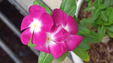 Çarpıcı kırmızı Madagaskar menekşesi (Catharanthus roseus), yumuşak tropikal ışık altındaki parlak yeşil yapraklarla çelişen canlı taç yapraklarıyla tam çiçeklenir..