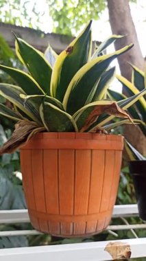 Dracaena Trifasciata, koyu yeşil yapraklar ve farklı desenlerle dimdik ayakta duruyor. Temiz ve modern bir görünüm sunuyor..