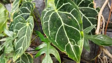 Çarpıcı koyu yeşil kadife yaprakları ve parlak beyaz damarlarıyla Anthurium kristallinum çarpıcı bir tropikal süs bitkisi olarak takdir edilir..