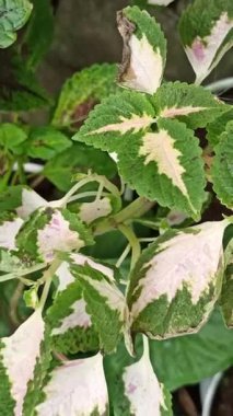 Coleus bitkisi çarpıcı desenlere sahip cesur renkli yapraklar sergiliyor, canlı ve dekoratif doğal bir görüntü yaratıyor..