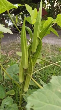 Bahçede taze bamya bitkileri yetişiyor, yeşil kapsüller ve sağlıklı yapraklar doğal dokuyu ve hayat dolu yaşamı gösteriyor..