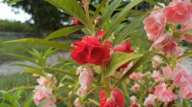 Tropikal bir bahçede açan güzel kırmızı gül balsam çiçeği canlı yapraklar, taze yeşil yapraklar ve doğal zarafeti gösteriyor..