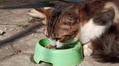 Tatlı kedi kaseden mısır gevreği yiyor. Garip ve sevimli bir hayvanın evde insan yemeğinden zevk aldığını gösteriyor..