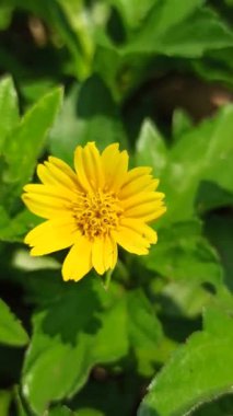 Parlak sarı Wedelia çiçeği tropik bir bahçede yeşil yaprakların arasında çiçek açıyor. Yumuşak güneş ışığı altında doğal güzellik ve tazeliği gösteriyor..