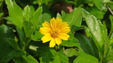Parlak sarı Wedelia çiçeği tropik bir bahçede yeşil yaprakların arasında çiçek açıyor. Yumuşak güneş ışığı altında doğal güzellik ve tazeliği gösteriyor..