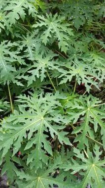 Papaya yaprakları yağmurdan sonra yağmur damlalarıyla kaplı, taze yeşil renk, doğal doku ve yumuşak doğal ışık altında tropikal güzelliği gösteriyor..