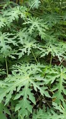 Papaya yaprakları yağmurdan sonra yağmur damlalarıyla kaplı, taze yeşil renk, doğal doku ve yumuşak doğal ışık altında tropikal güzelliği gösteriyor..