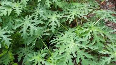 Papaya yaprakları yağmurdan sonra yağmur damlalarıyla kaplı, taze yeşil renk, doğal doku ve yumuşak doğal ışık altında tropikal güzelliği gösteriyor..
