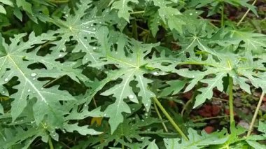 Papaya yaprakları yağmurdan sonra yağmur damlalarıyla kaplı, taze yeşil renk, doğal doku ve yumuşak doğal ışık altında tropikal güzelliği gösteriyor..