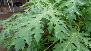 Papaya yaprakları yağmurdan sonra yağmur damlalarıyla kaplı, taze yeşil renk, doğal doku ve yumuşak doğal ışık altında tropikal güzelliği gösteriyor..