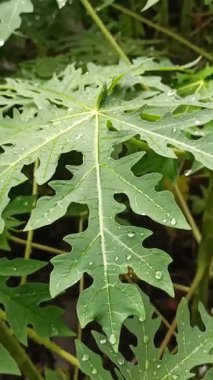 Papaya yaprakları yağmurdan sonra yağmur damlalarıyla kaplı, taze yeşil renk, doğal doku ve yumuşak doğal ışık altında tropikal güzelliği gösteriyor..