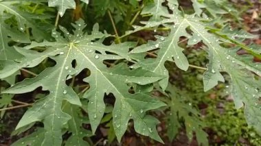 Papaya yaprakları yağmurdan sonra yağmur damlalarıyla kaplı, taze yeşil renk, doğal doku ve yumuşak doğal ışık altında tropikal güzelliği gösteriyor..