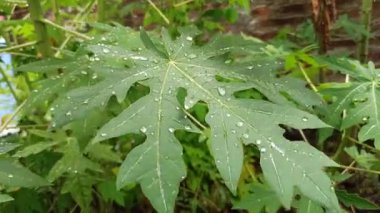 Papaya yaprakları yağmurdan sonra yağmur damlalarıyla kaplı, taze yeşil renk, doğal doku ve yumuşak doğal ışık altında tropikal güzelliği gösteriyor..