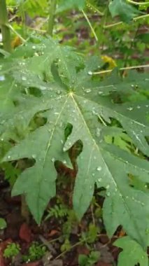 Papaya yaprakları yağmurdan sonra yağmur damlalarıyla kaplı, taze yeşil renk, doğal doku ve yumuşak doğal ışık altında tropikal güzelliği gösteriyor..