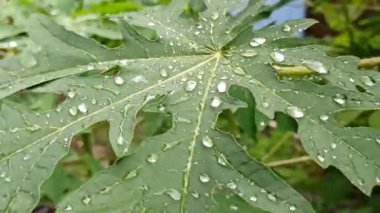 Papaya yaprakları yağmurdan sonra yağmur damlalarıyla kaplı, taze yeşil renk, doğal doku ve yumuşak doğal ışık altında tropikal güzelliği gösteriyor..