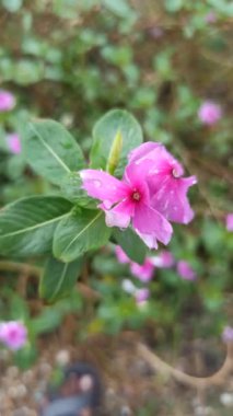 Madagaskar menekşesi yapraklarında taze yağmur damlaları ve yağmur sonrası yapraklarıyla canlı tropikal güzelliği ve doğal tazeliği gösterir..