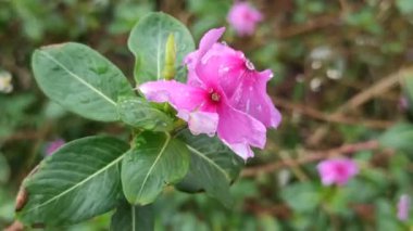 Madagaskar menekşesi yapraklarında taze yağmur damlaları ve yağmur sonrası yapraklarıyla canlı tropikal güzelliği ve doğal tazeliği gösterir..