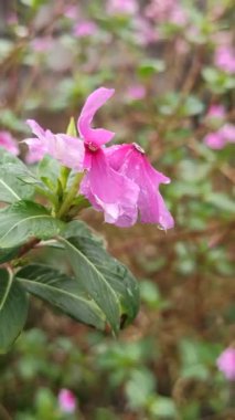 Madagaskar menekşesi yapraklarında taze yağmur damlaları ve yağmur sonrası yapraklarıyla canlı tropikal güzelliği ve doğal tazeliği gösterir..