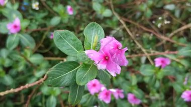 Madagaskar menekşesi yapraklarında taze yağmur damlaları ve yağmur sonrası yapraklarıyla canlı tropikal güzelliği ve doğal tazeliği gösterir..