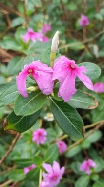 Madagaskar menekşesi yapraklarında taze yağmur damlaları ve yağmur sonrası yapraklarıyla canlı tropikal güzelliği ve doğal tazeliği gösterir..