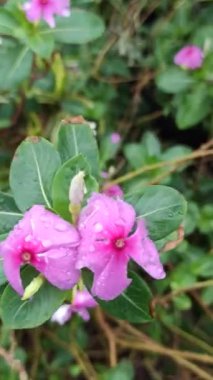 Madagaskar menekşesi yapraklarında taze yağmur damlaları ve yağmur sonrası yapraklarıyla canlı tropikal güzelliği ve doğal tazeliği gösterir..