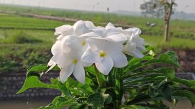 Saf beyaz yaprakları ve sarı merkezleriyle tropikal bir bahçedeki yemyeşil yaprakların arasında zarifçe çiçek açan bir su birikintisi..