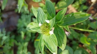 Yeşil çimlerin arasında büyüyen küçük beyaz çiçeklerle Richardia brasiliensis yumuşak güneş ışığı altında vahşi tropikal bitkilerin doğal güzelliklerini gösteriyor..