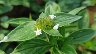 Yeşil çimlerin arasında büyüyen küçük beyaz çiçeklerle Richardia brasiliensis yumuşak güneş ışığı altında vahşi tropikal bitkilerin doğal güzelliklerini gösteriyor..
