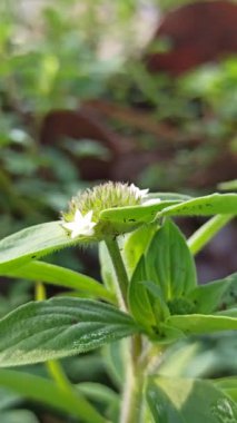 Yeşil çimlerin arasında büyüyen küçük beyaz çiçeklerle Richardia brasiliensis yumuşak güneş ışığı altında vahşi tropikal bitkilerin doğal güzelliklerini gösteriyor..